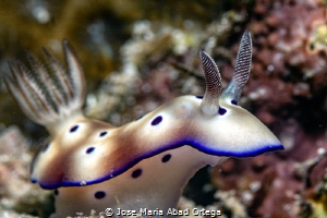 Goniobranchus leopardus by Jose Maria Abad Ortega 